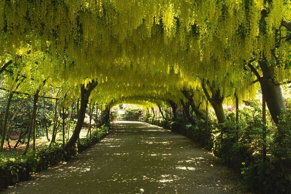 The green alley enchants with its magic