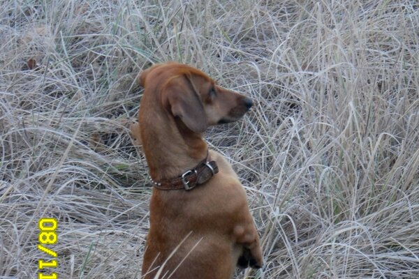 A small dachshund peeks out from behind the grass