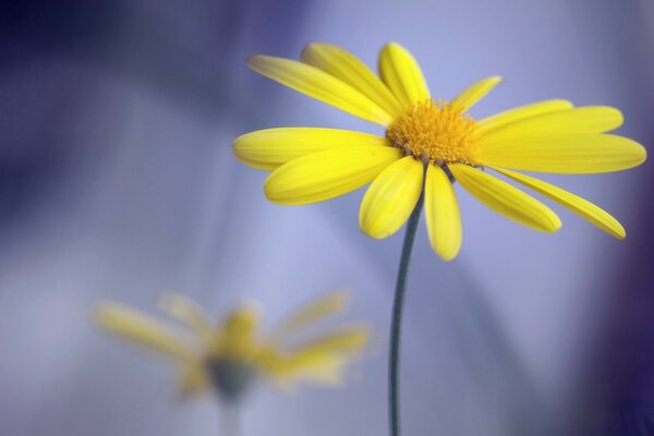 Contrast macro photography. Yellow Flower