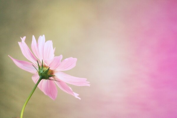 Pink flower on a bright multicolored background