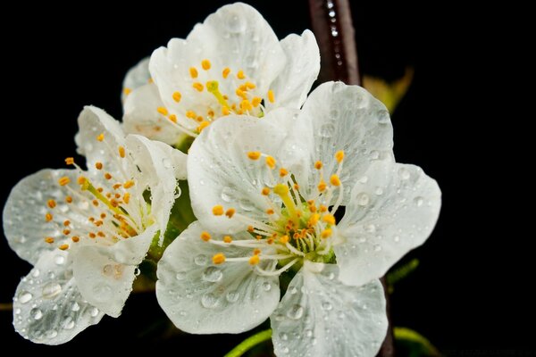 Yellow stamens of a white flower