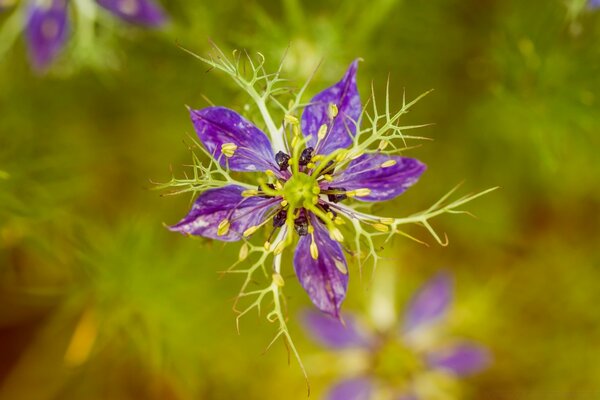 Photographie macro de plantes dans la flore naturelle