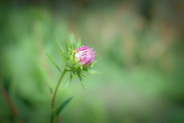 Paesaggio estivo. Macro di piante