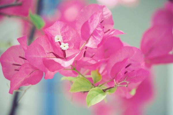 Viento de delicadas flores Rosadas