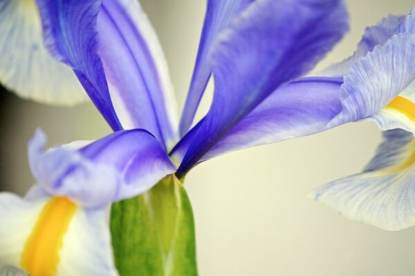 Die natürliche Blume wird sehr nah fotografiert