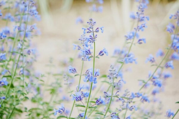 Gros plan d une belle lavande bleue