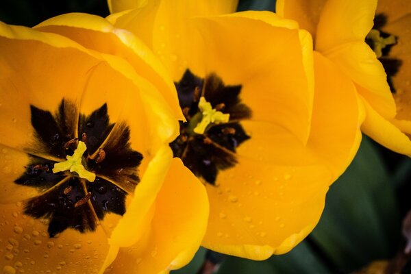 Orangefarbene Tulpen nach dem Regen