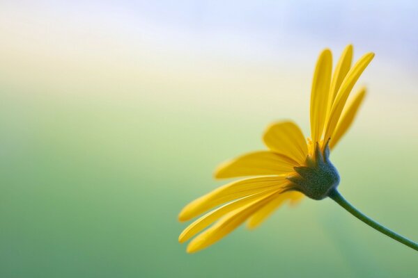 Macrophotographie. Fleur lumineuse en été