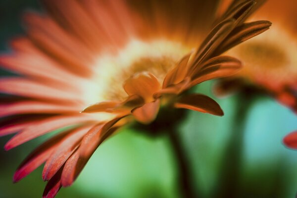 Flor borrosa en la naturaleza macro