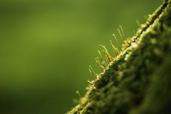 Leaf growth in nature macro photography