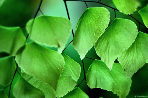 Folhas verdes com gotas de água