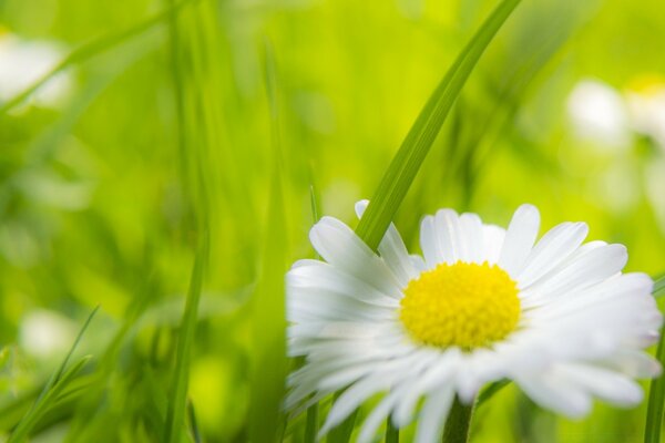 Camomille blanche et herbe verte