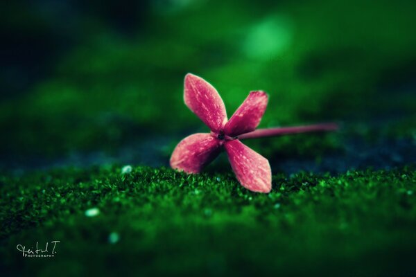 Fotografía macro de la naturaleza. Flor de verano