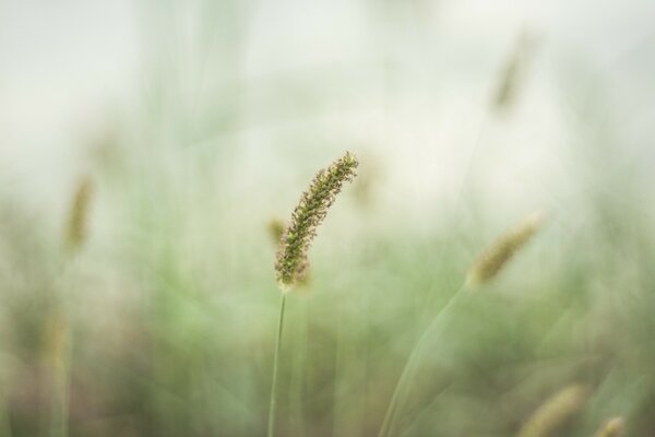 Grasstiel auf verschwommenem Hintergrund