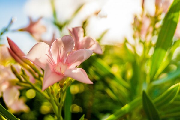 Macro photography of flora. Pink lilies