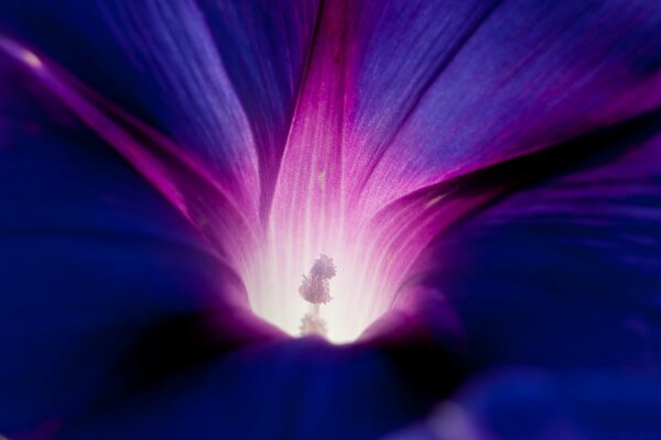 Fleur bleue avec un milieu violet sous macro