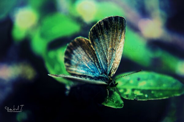 Beau papillon sur une feuille verte