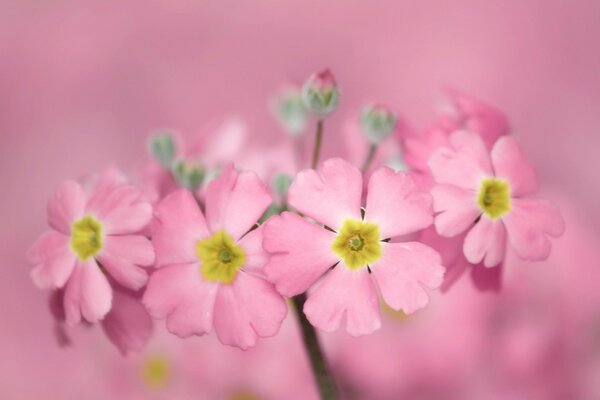 Fiore rosa con nucleo giallo