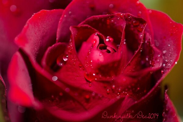 Gouttes de rosée sur une rose rouge