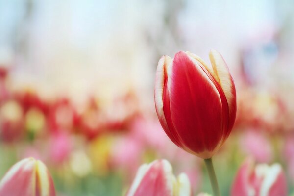 Rote Tulpe in einer natürlichen Umgebung