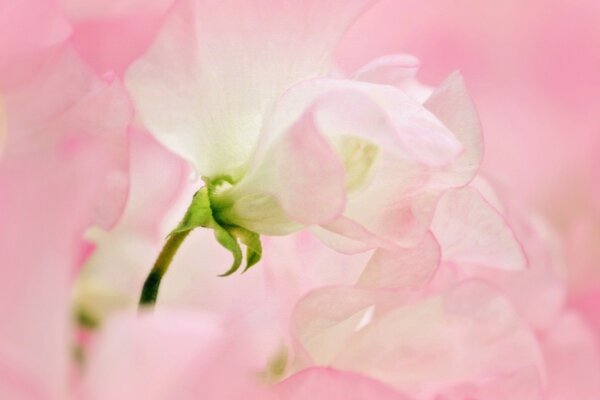 Macro photography of a delicate pink tsaetka