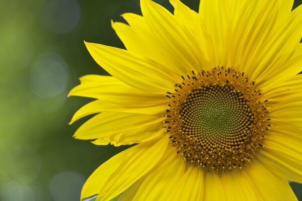 Riesige gelbe Blume in der Nähe