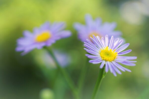 Blue flowers in the field in summer