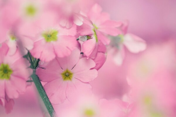 Artificial flowers in macro photography technique