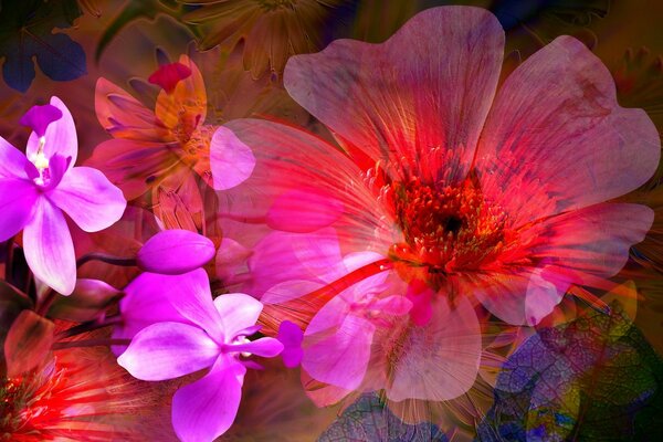 Abstração e gráficos de flores cor-de-rosa