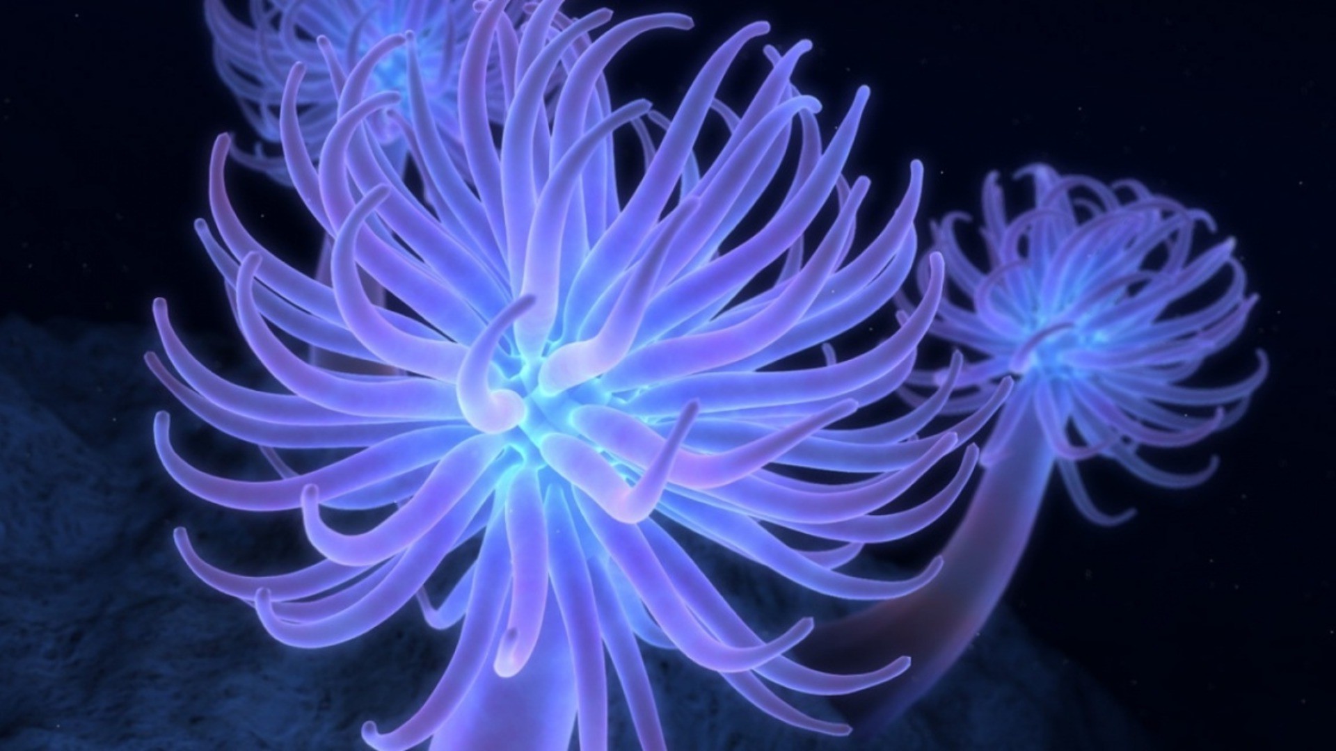 животные цвет природа рабочего стола подводный яркий беспозвоночных