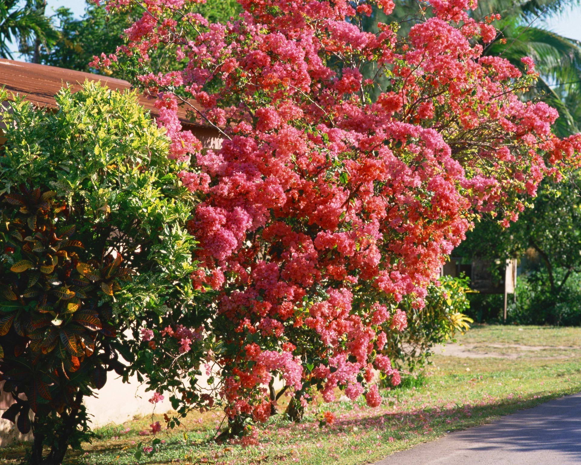 arbres jardin feuille fleur arbre flore nature saison arbuste parc automne été couleur branche à l extérieur botanique lumineux croissance beau temps rhododendron