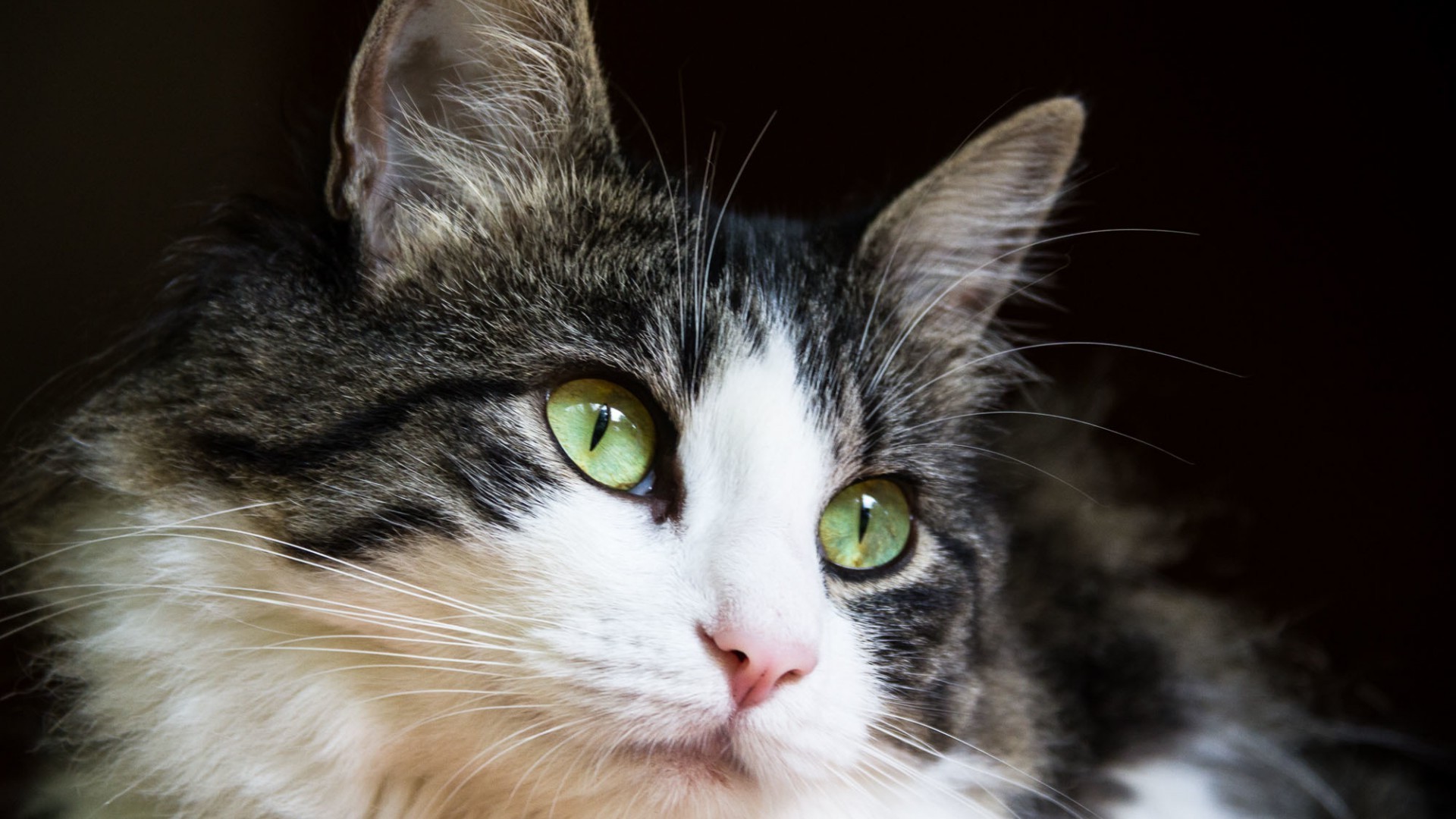 katze katze niedlich haustier auge fell porträt kätzchen tier säugetier haar schnurrbart inländische flaumig junge wenig flauschig