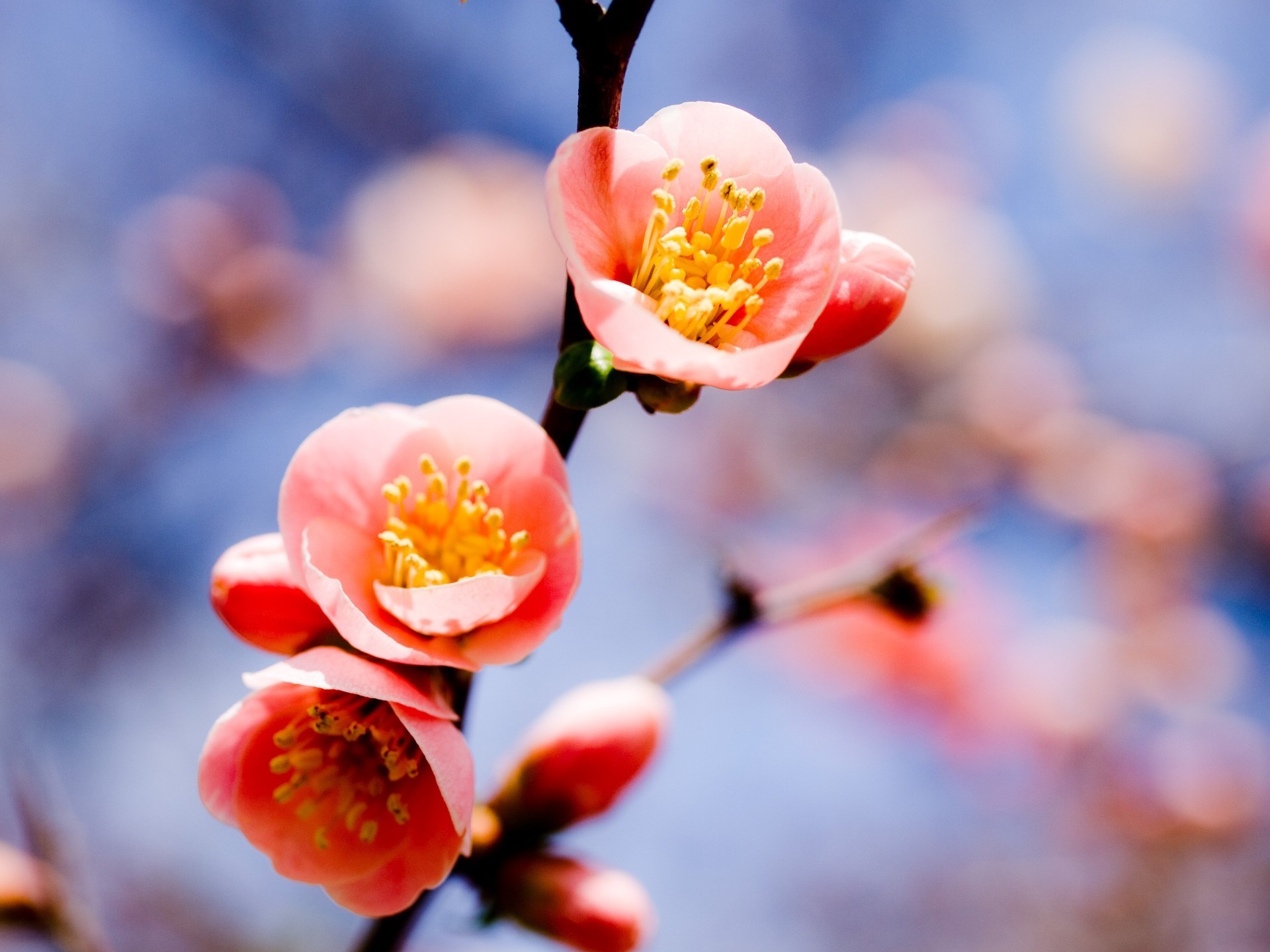 spring nature dof flower cherry blur outdoors winter branch primavera leaf peach easter tree growth bud