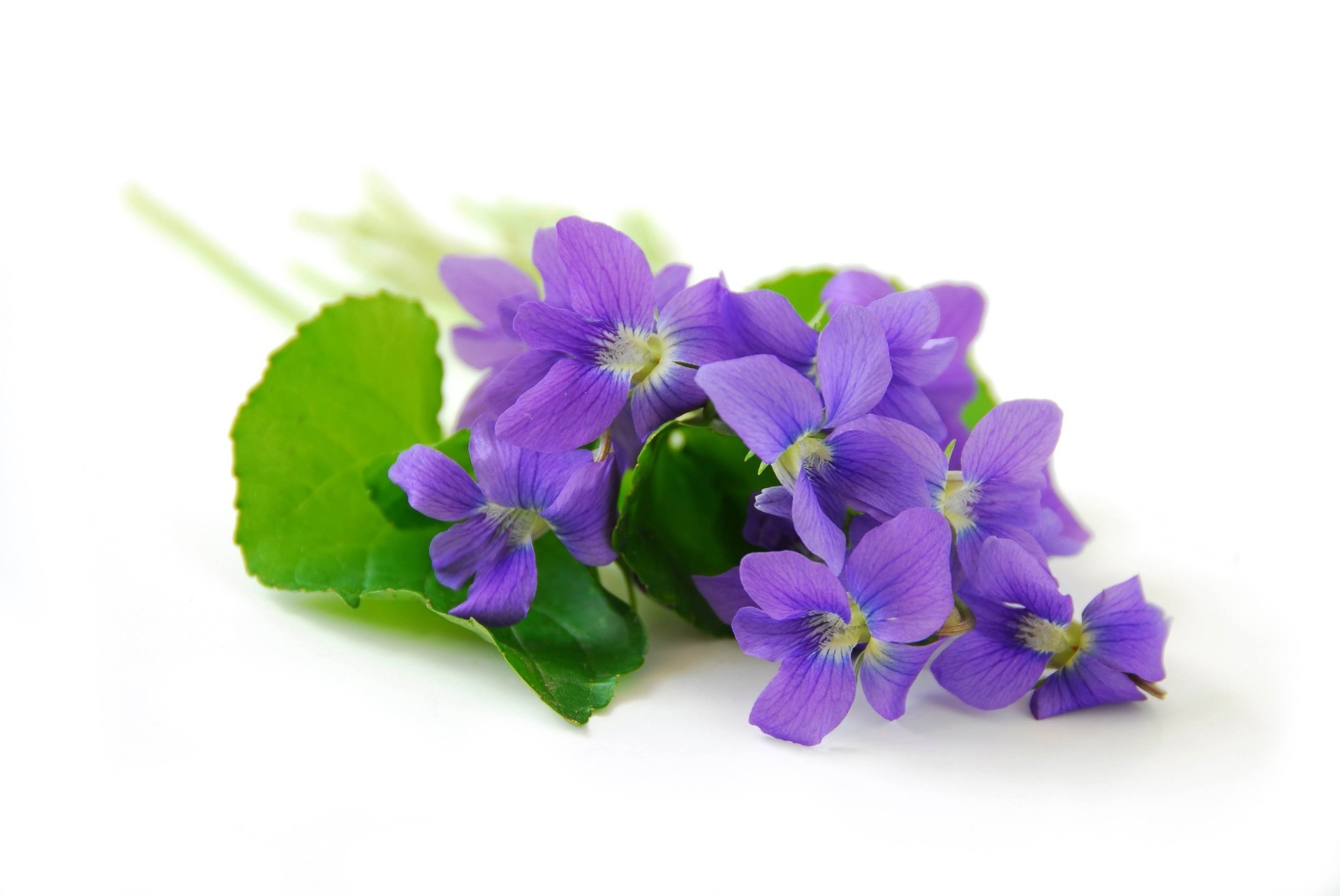 çiçekler çiçek doğa flora yaprak çiçeklenme petal çiçek violet bahçe yaz parlak büyüme yakın çekim izole güzel buket