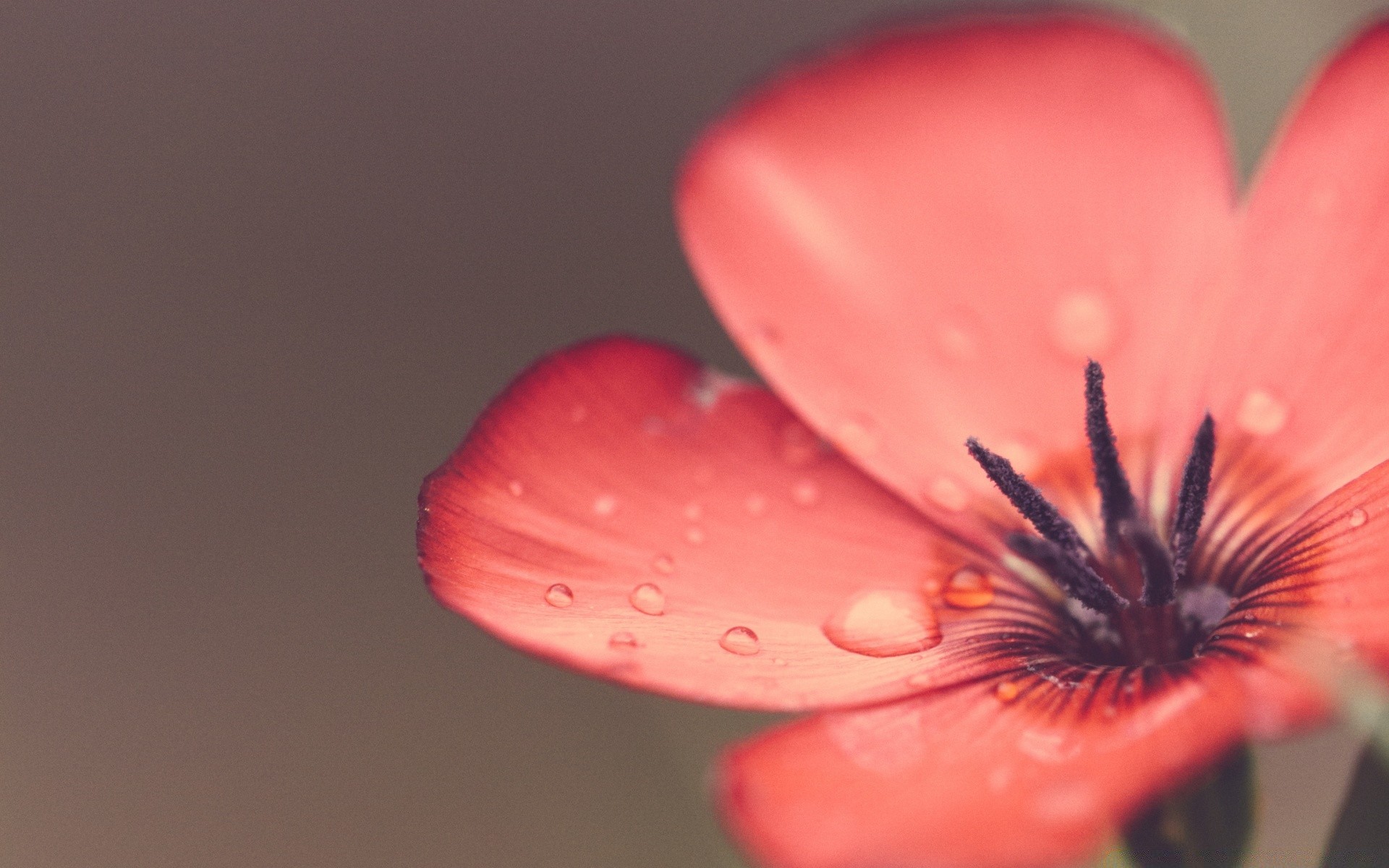 macro flower blur nature one summer still life petal delicate flora