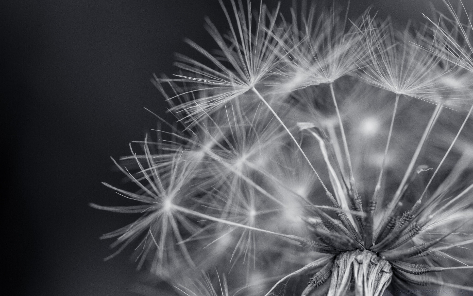 macro dente de leão fogos de artifício monocromático chama brilhante festival natureza flash para baixo erva daninha afiado foguete