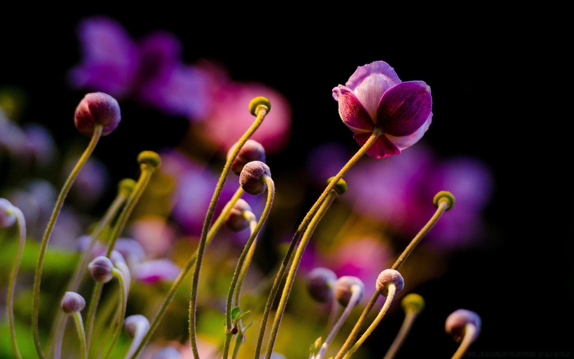 macro nature flower flora garden color summer bright growth leaf floral husk beautiful petal blooming delicate outdoors