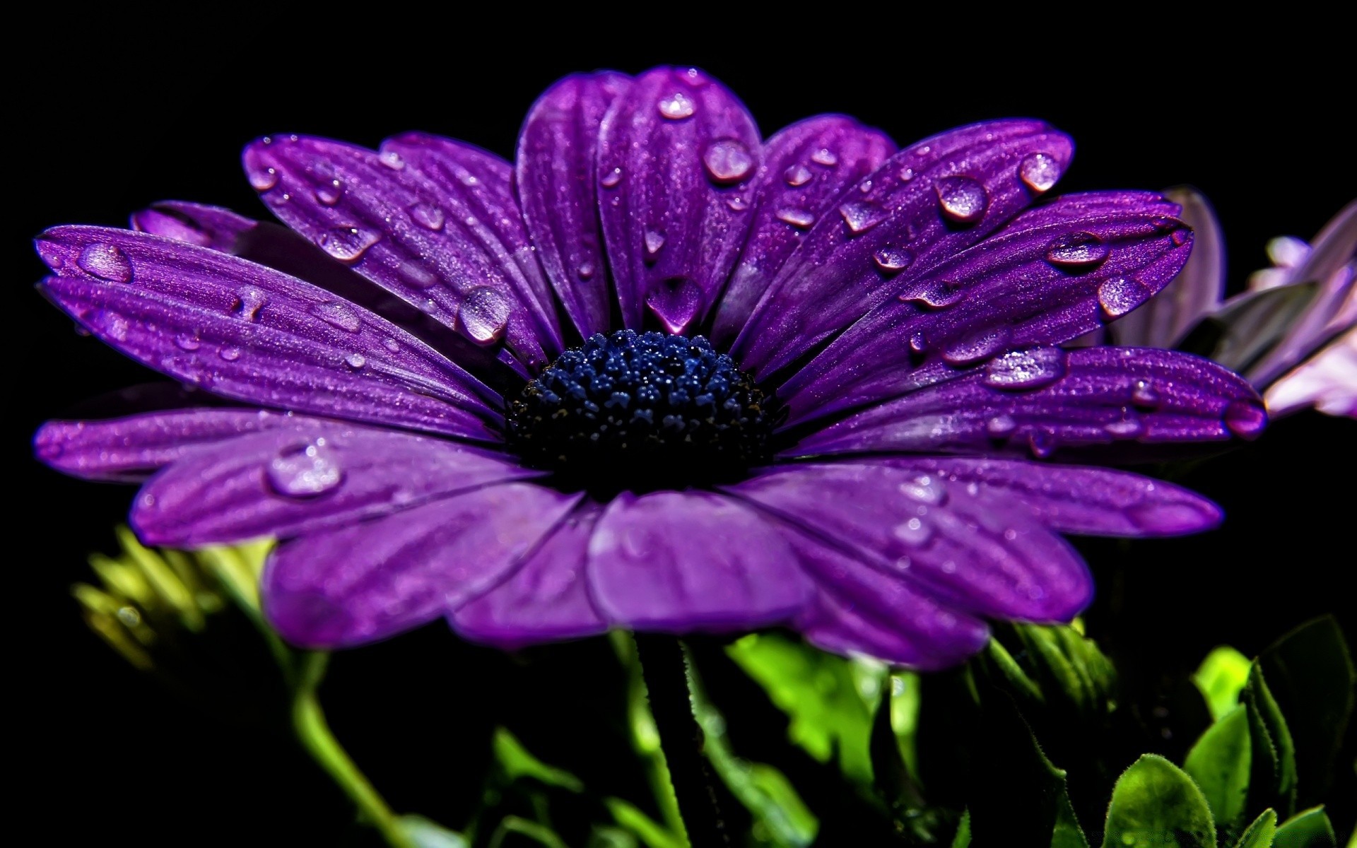 makro kwiat natura flora ogród lato płatek bluming kwiatowy kolor liść violet piękne żywe zbliżenie sezon botaniczny