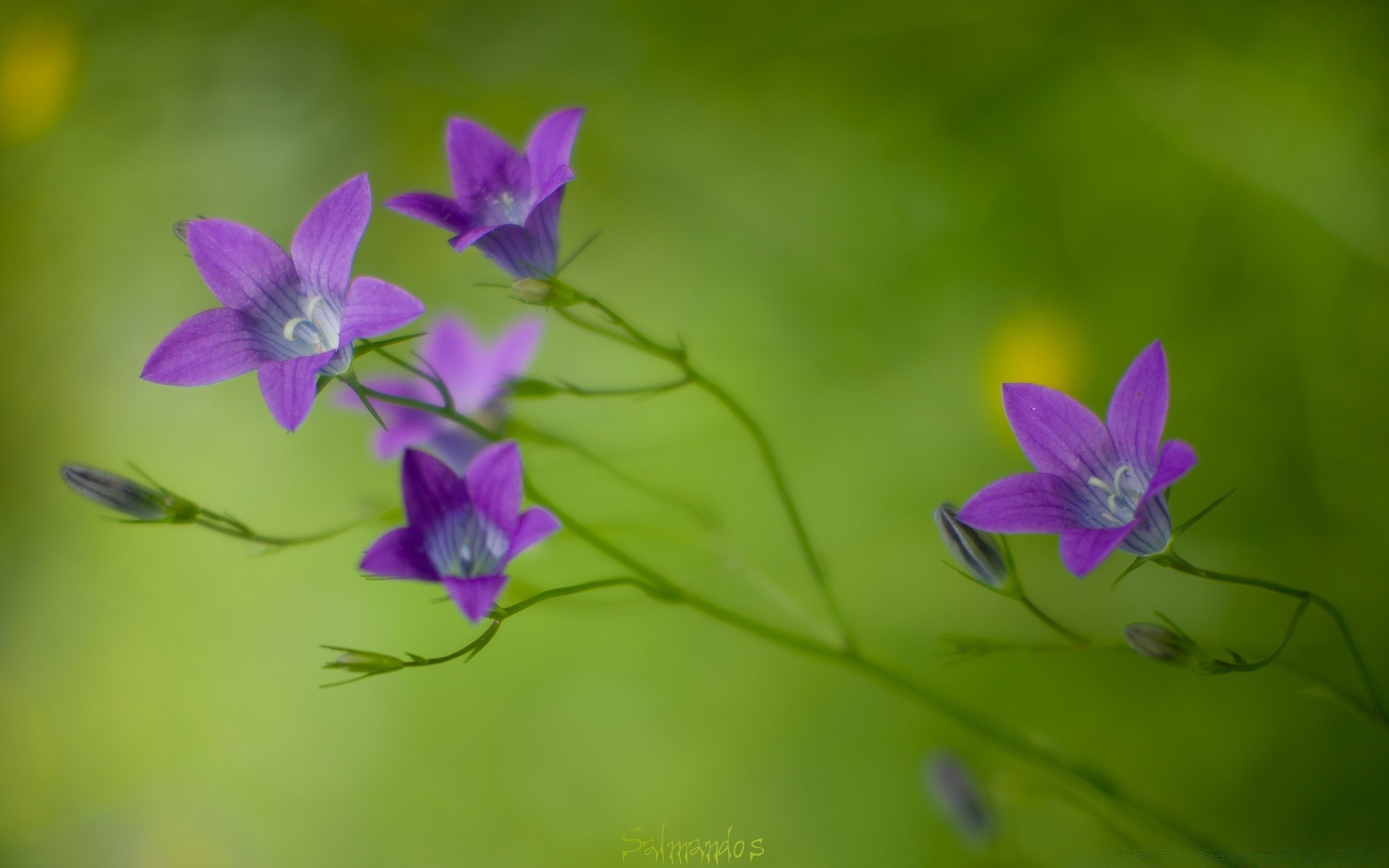 makro kwiat natura flora liść lato ogród wzrost delikatny violet płatek na zewnątrz dziki bluming trawa kwiatowy rozmycie