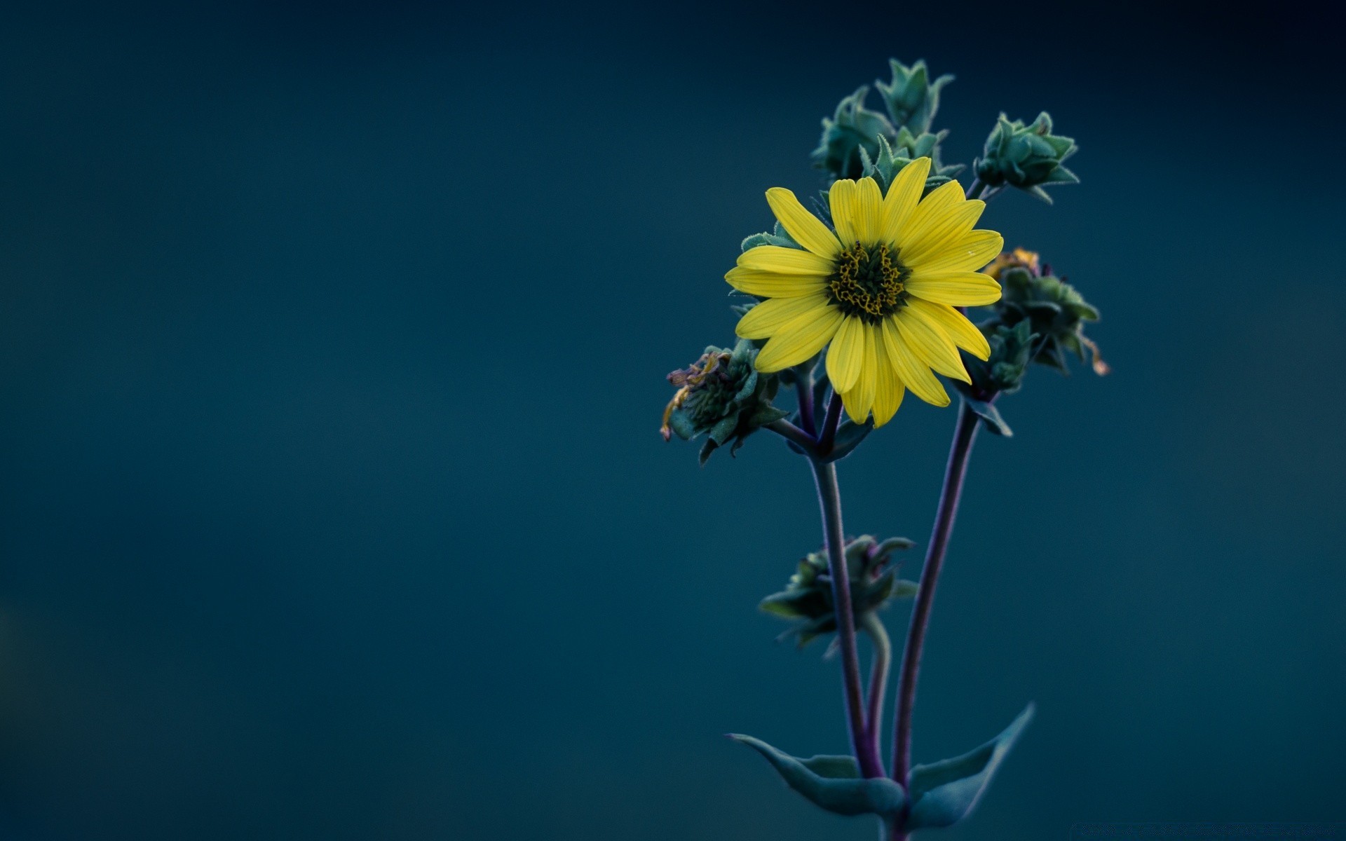 makroaufnahme blume natur sommer flora blatt farbe höhe hell