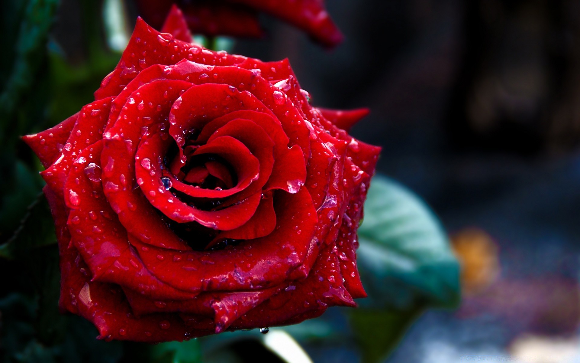 macro rosa flor pétala amor romance blooming romântico natureza presente floral casamento folha buquê jardim flora aniversário