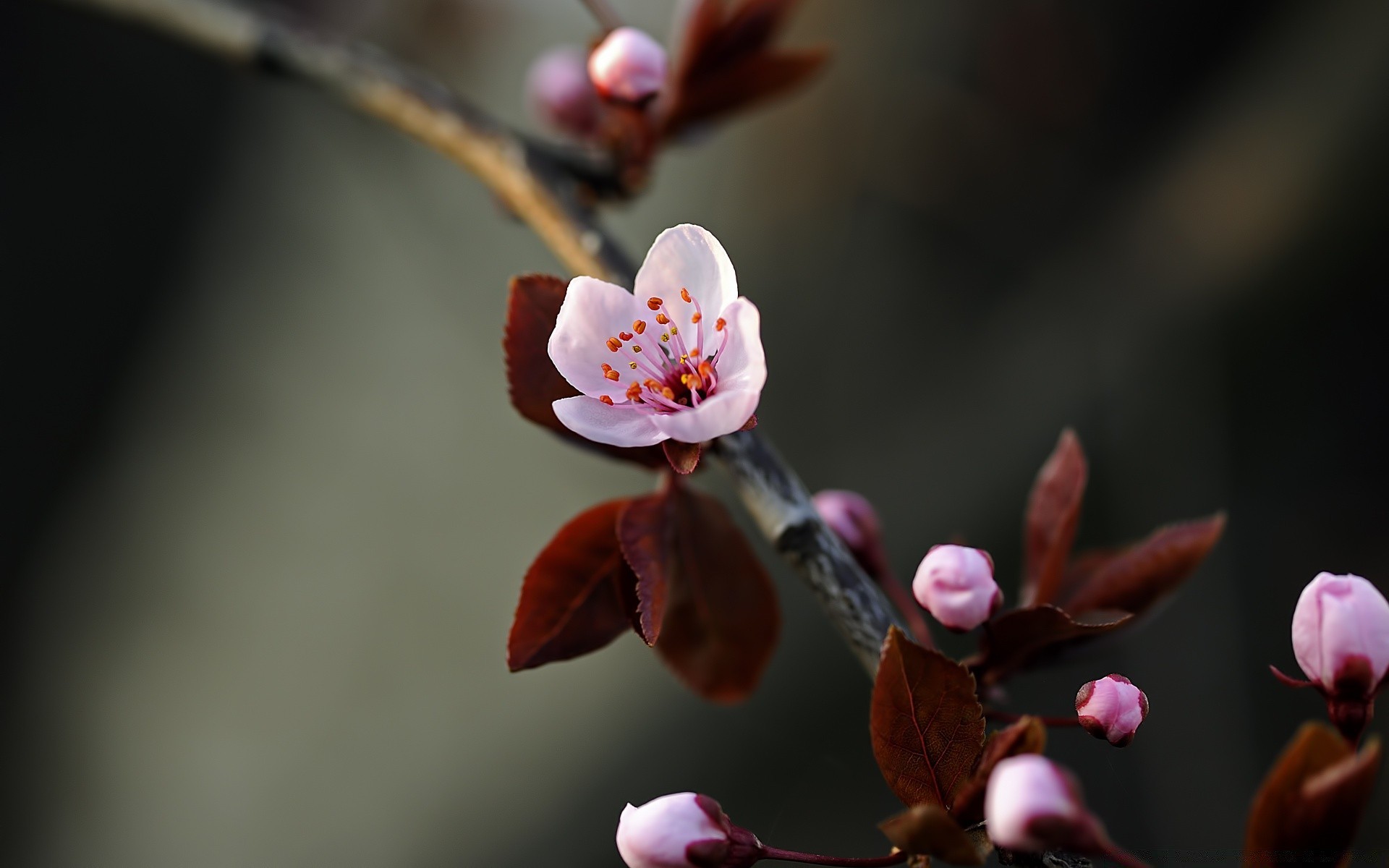 macro flower apple cherry plum blur branch tree nature apricot bud leaf easter peach outdoors dof delicate