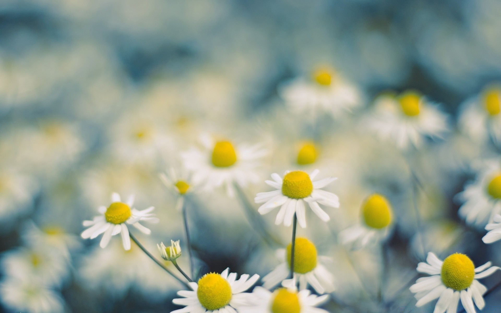 macro flower nature chamomile summer bright field color flora fair weather blur hayfield season sun grass