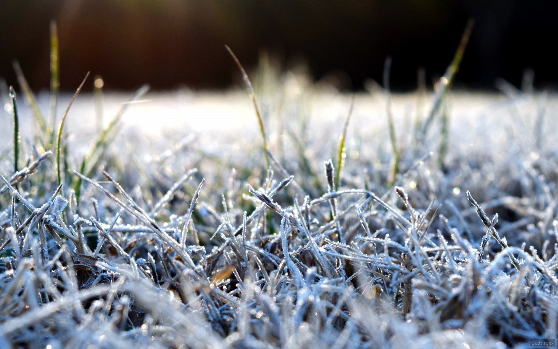 makro fotoğrafçılığı çimen doğa flora frost açık havada alan yakın çekim kuru sezon kırsal güzel hava saman büyüme kış masaüstü bahçe yaprak yaz baharatlı