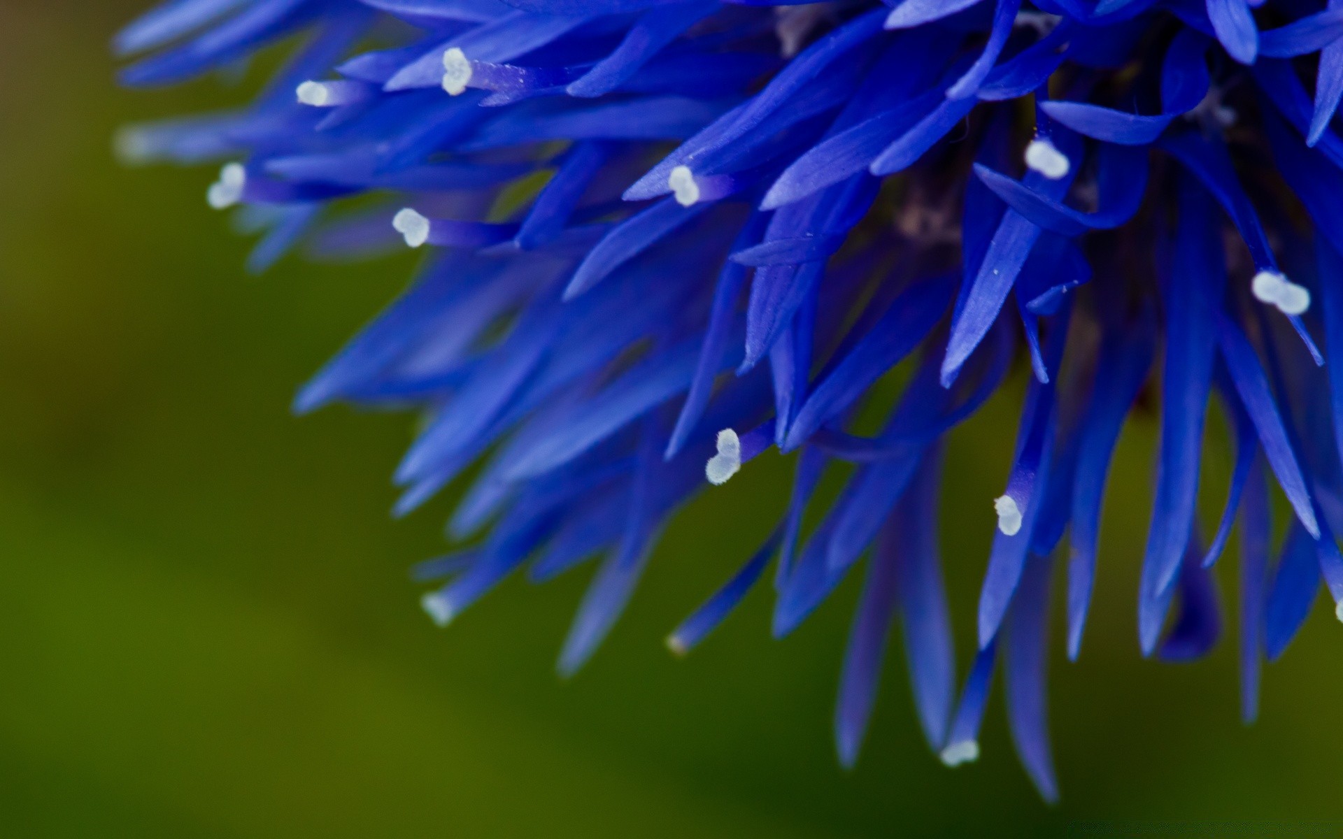 macro nature flower flora garden close-up petal color outdoors blooming summer floral leaf bright season