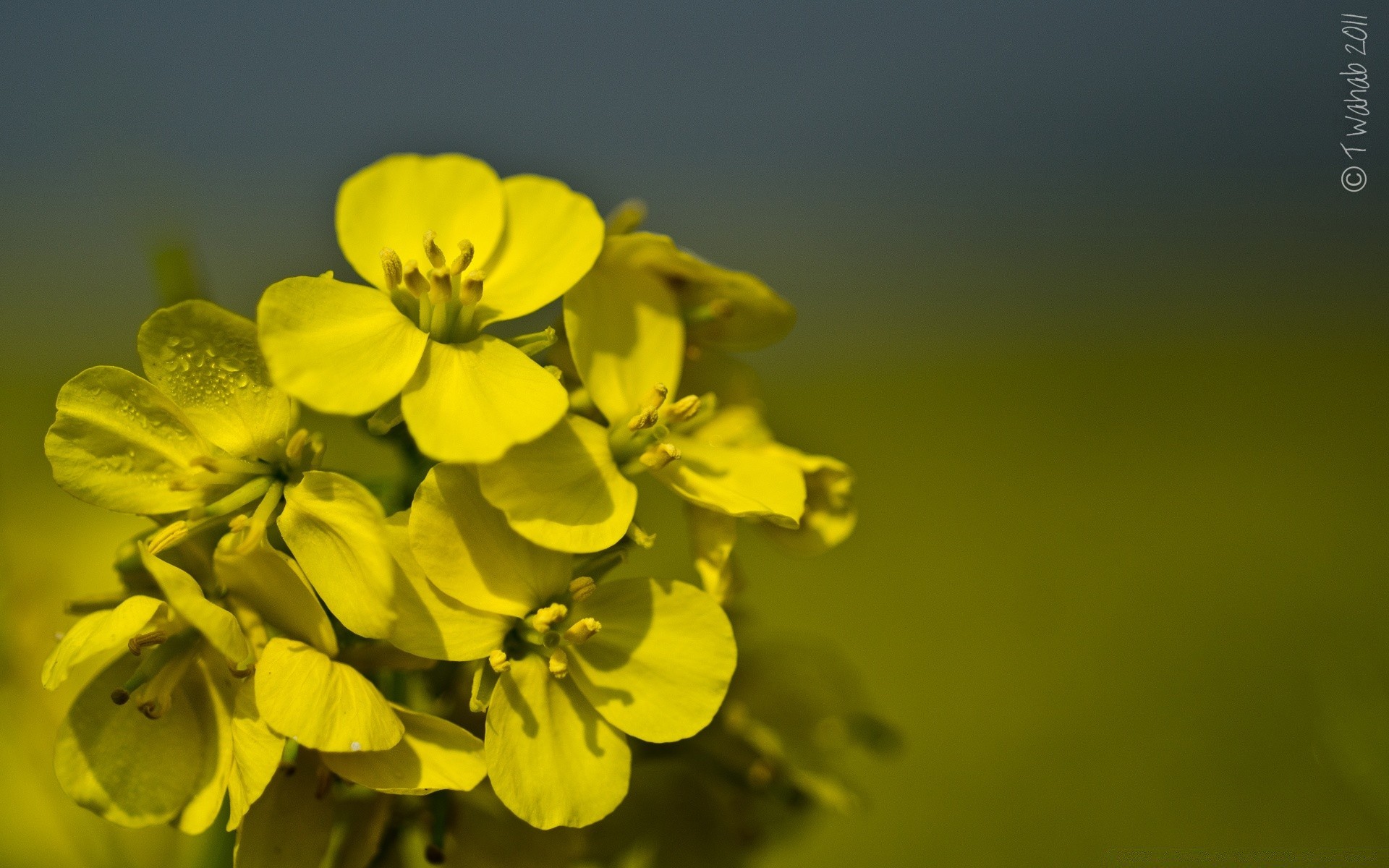 makro kwiat natura flora liść na zewnątrz lato