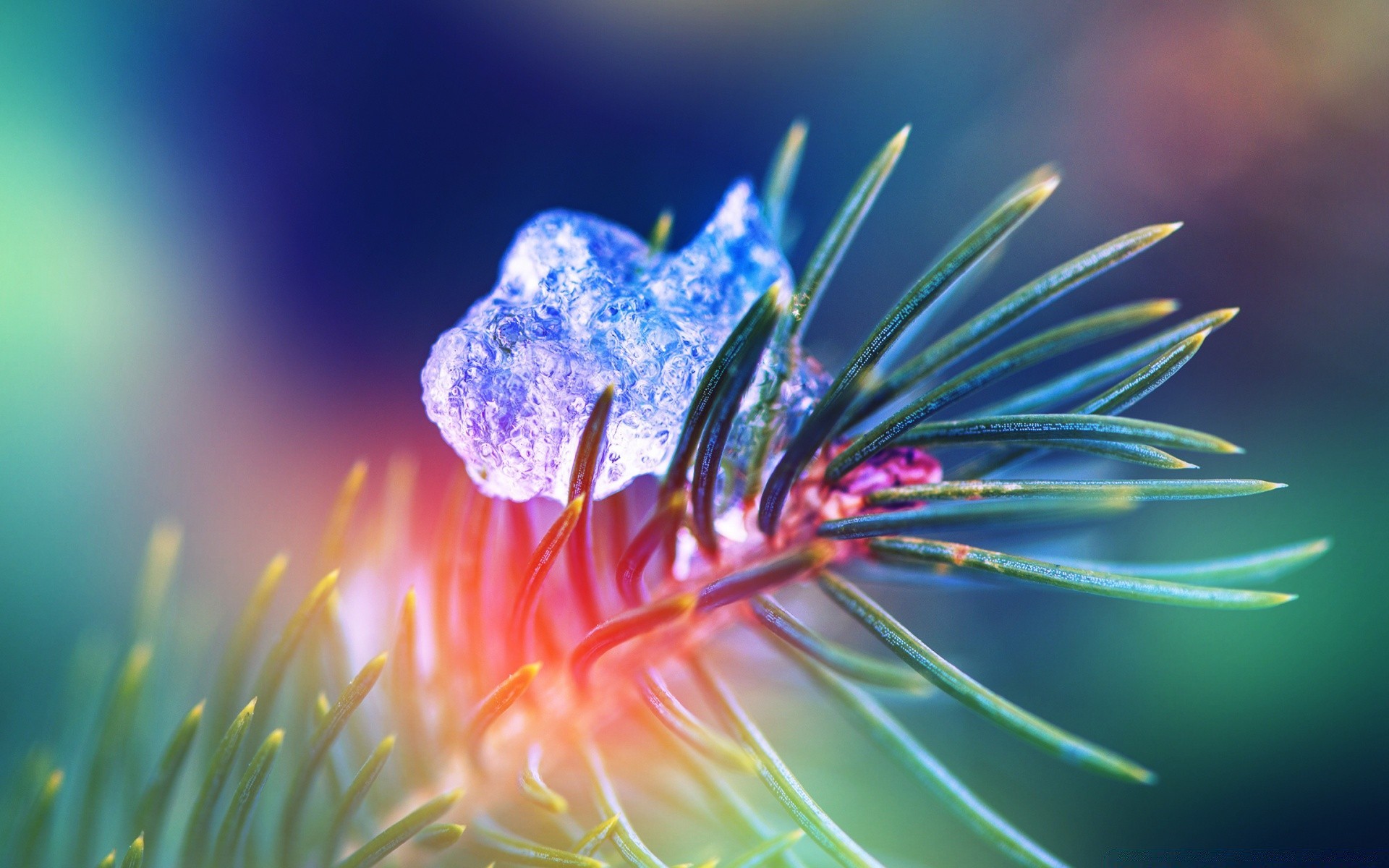 makroaufnahme natur farbe im freien schließen hell unschärfe flora desktop blume schön blatt