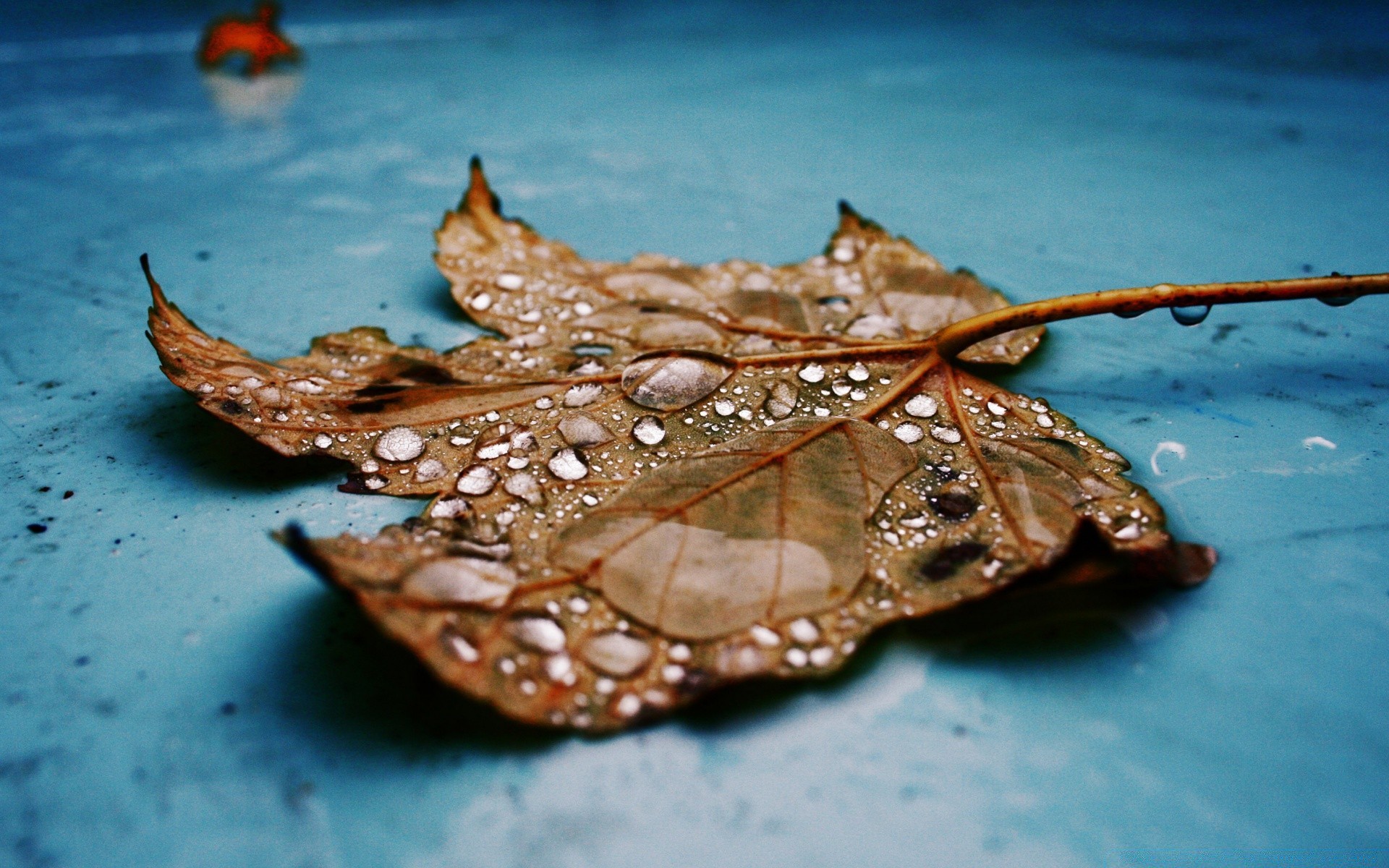 macro natura acqua desktop foglia colore mare