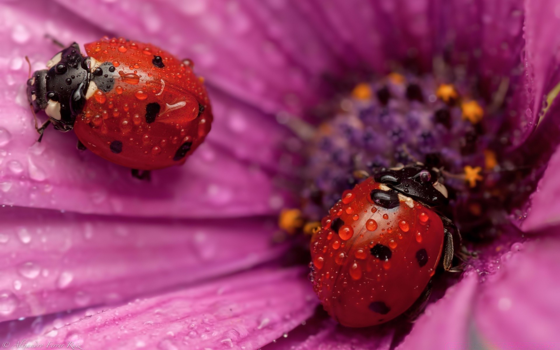 macro insetto natura fiore coccinella flora estate scarabeo giardino colore primo piano luminoso piccolo bello foglia piccolo desktop biologia polline petalo