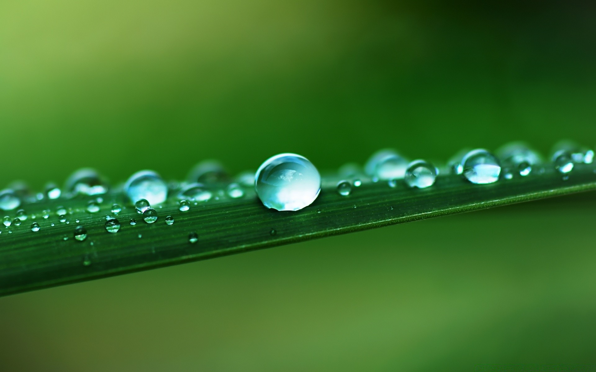 macro rugiada pioggia goccia gocce bagnato acqua gocce pulito foglia pulito natura erba liquido waterdrop flora freschezza chiaro crescita